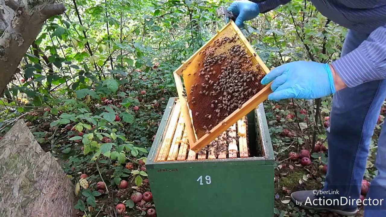 27.09.2018 Ziółka dla pszczół