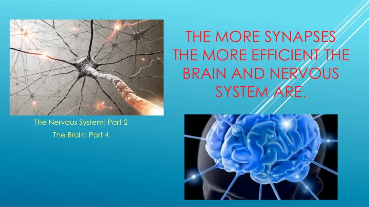 The Amazing Brain Protein-BDNF