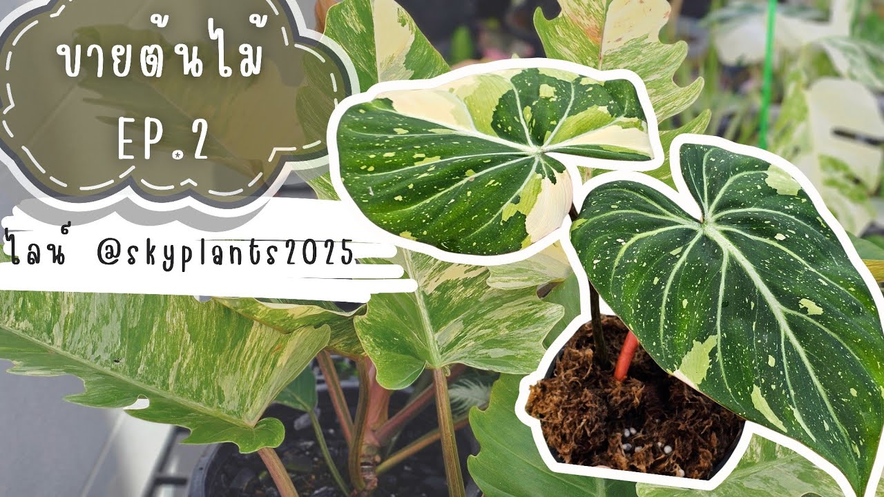 ขายต้นไม้ Ep.2 ไม้ฟอกอากาศปลูกแบบมินิมอล 🌱 ต้นเดียวเปลี่ยนบรรยากาศ แต่งบ้านได้จริง | SkyPlants