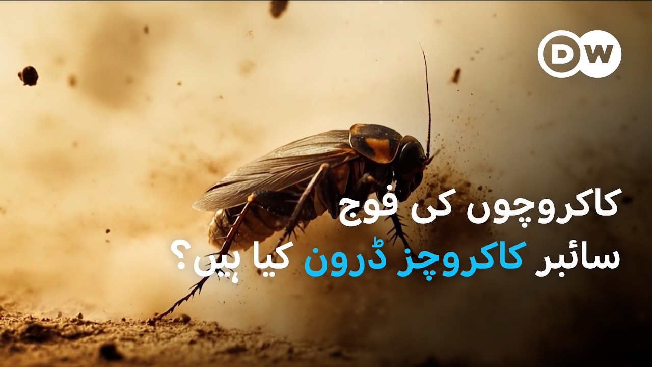 سائبر کاکروچز ڈرون کیا ہیں؟ | DW Urdu | An Army of Cockroaches? Meet Biobots