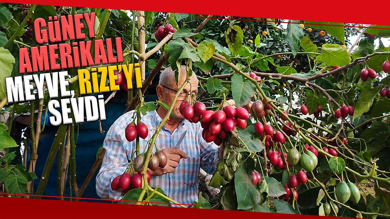 Güney Amerikalı Tamarillo, Rize’de Yetişiyor!