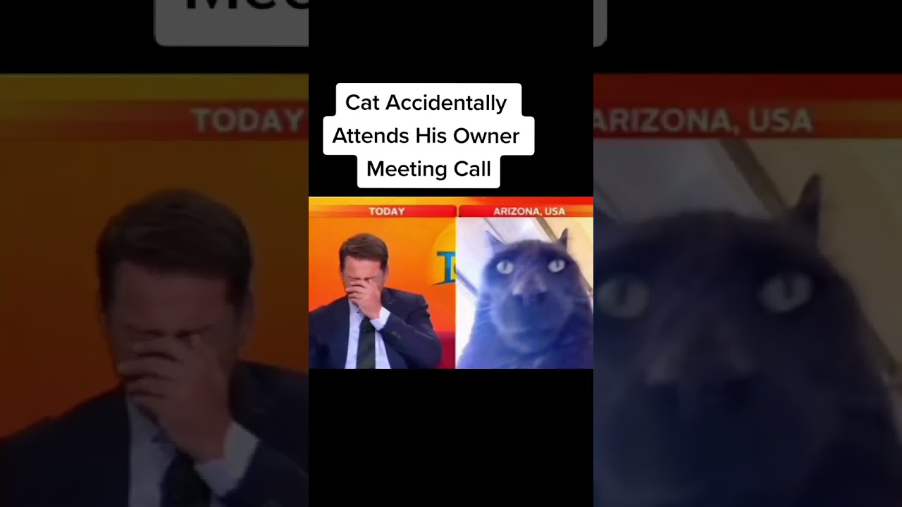 Cat accidentally attends his owner's meeting