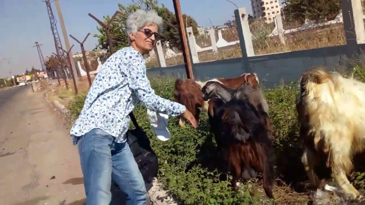 غنم وماعز بصحة جيدة لأنو الراعي مهتم وبيحب يرعى الغنم بجودة واهتمام وحب 😍🙏👍