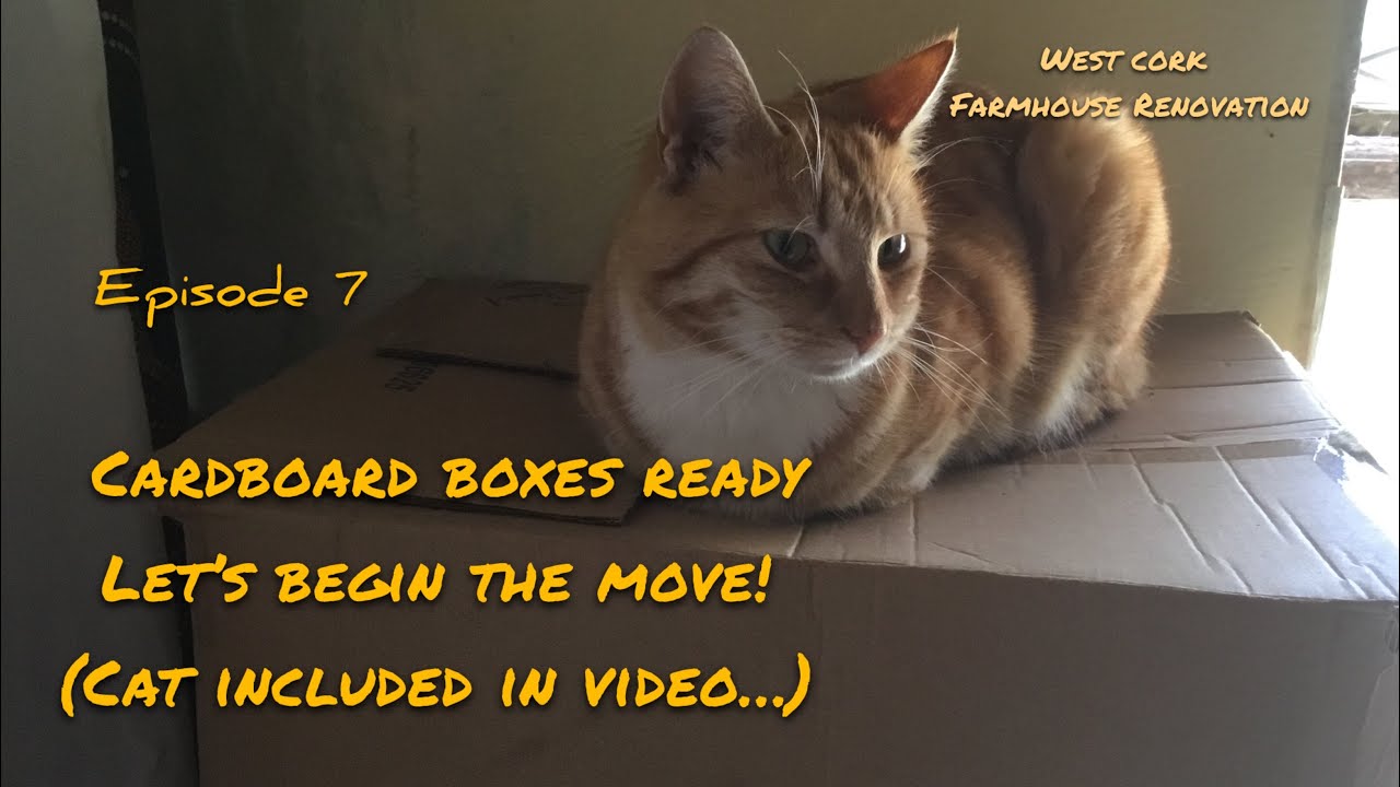 Making the BIG MOVE - Dusty cat adventures - Scraping walls - Ep 7 West Cork Farmhouse Renovation