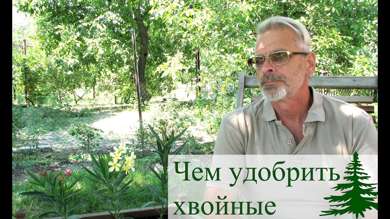 Чем и когда удобрять хвойные растения 🌲