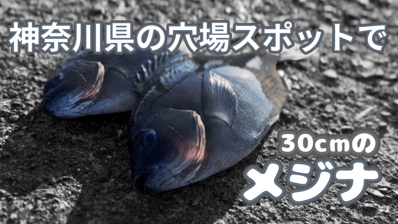 神奈川県の隠れスポットでフカセ釣りをしたら良いサイズのメジナが釣れた！