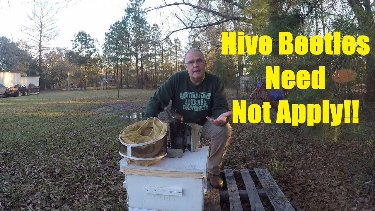 Small Hive Beetle Eradication in a Hive