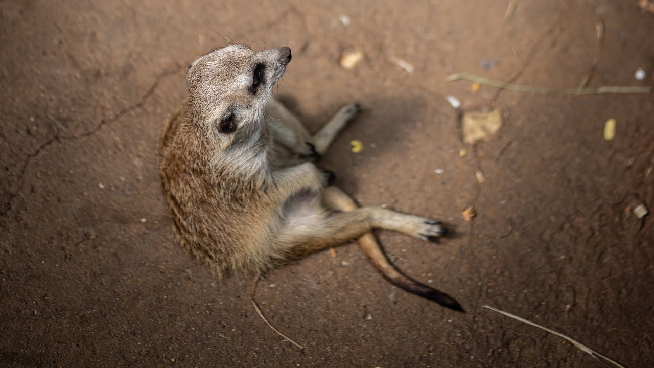 pers0n91 | mineplex clans beta