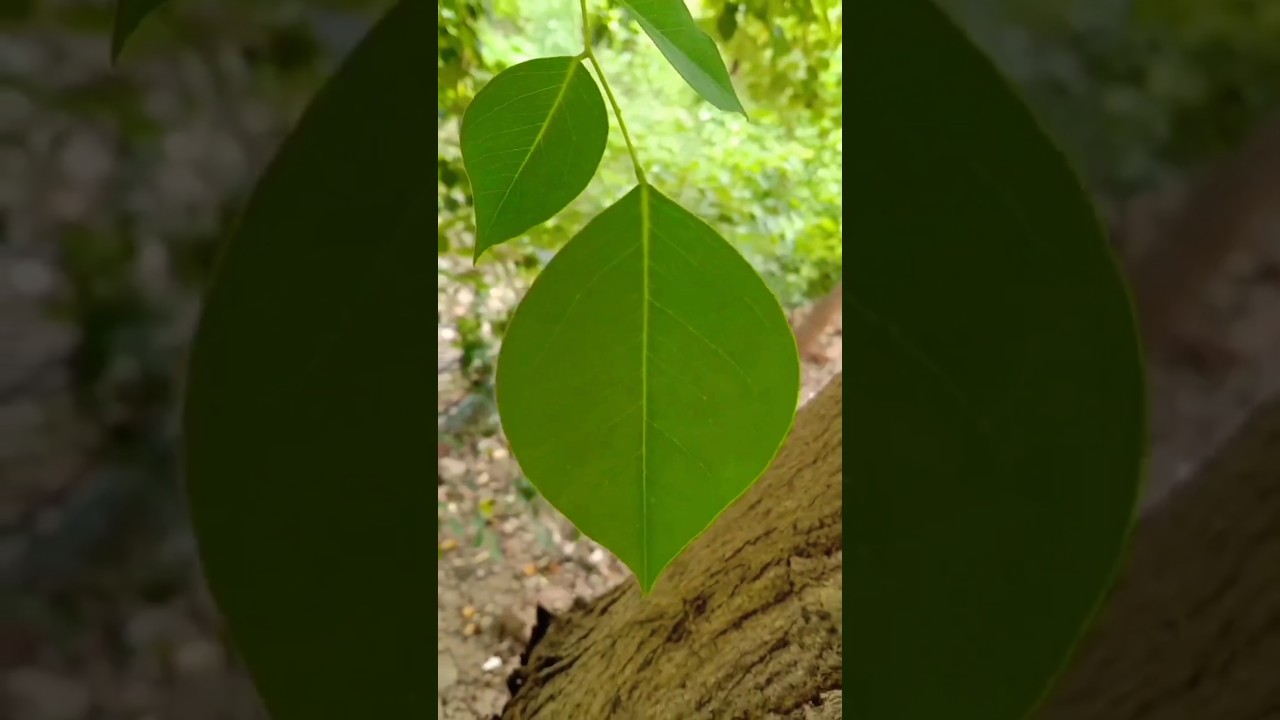 #NorthIndianrosewood&nbsp;#Shisham #Tahli #Biradi #Sisau Dalbergia sissoo ( Fabaceae )