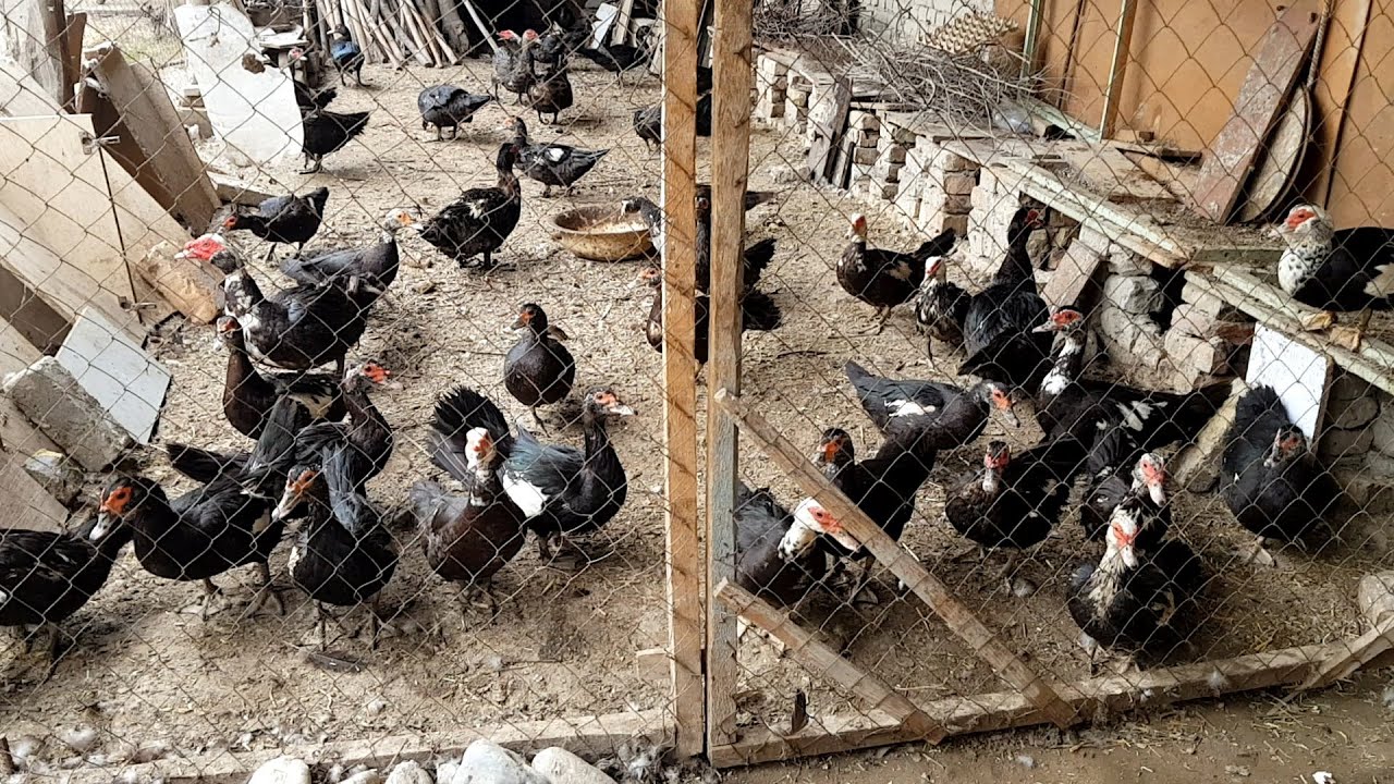 Индоутка урдакчаларни сотаман