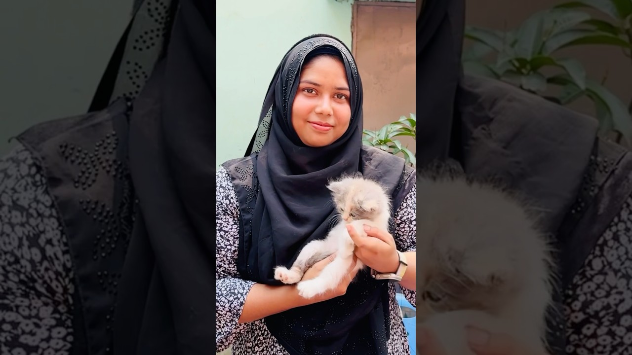 Persian Cat Baby 🐈।Mirpur 1 Pakhir Hat #viralvideo #shortvideo #shortsvideo #shorts  #short #cat