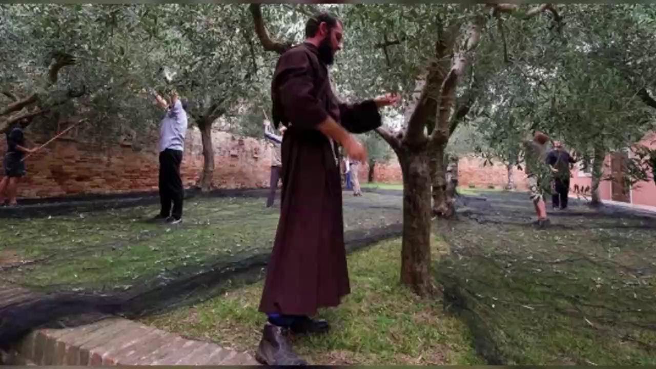 Venezia. L'uliveto è nel convento, la raccolta dei frati