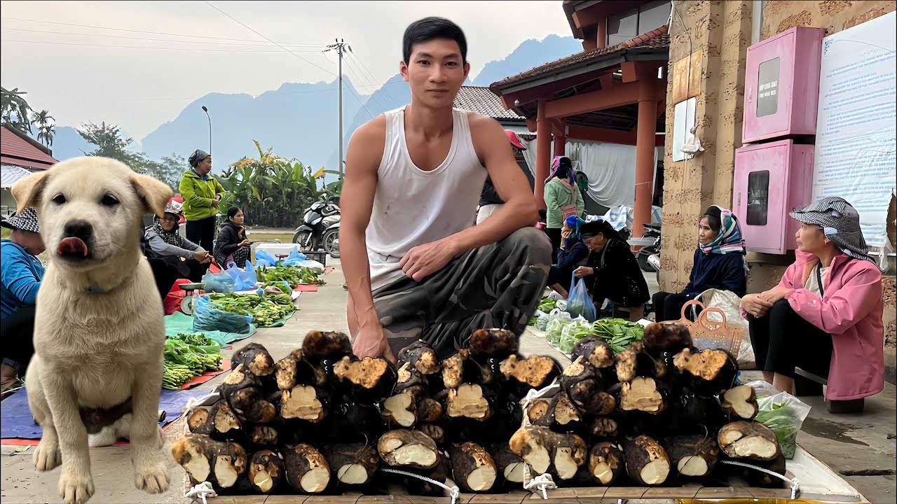 From Forest to Market | Harvesting 70kg Wild Cassava & Cooking a Cozy Dinner