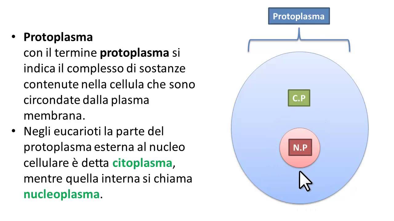 Protoplasma cellulare, significato.