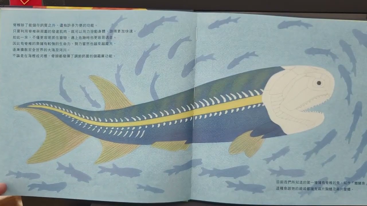 骨之旅-中年級
