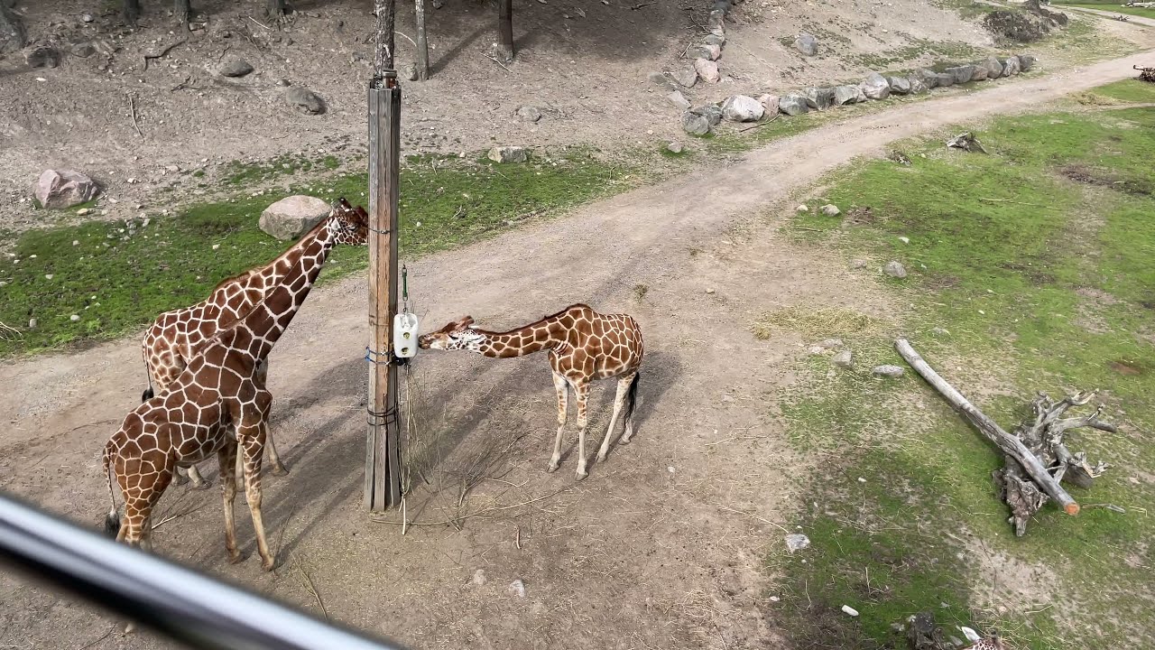 Kolmården Djurpark Zoo - Safari in 4K. July 2021