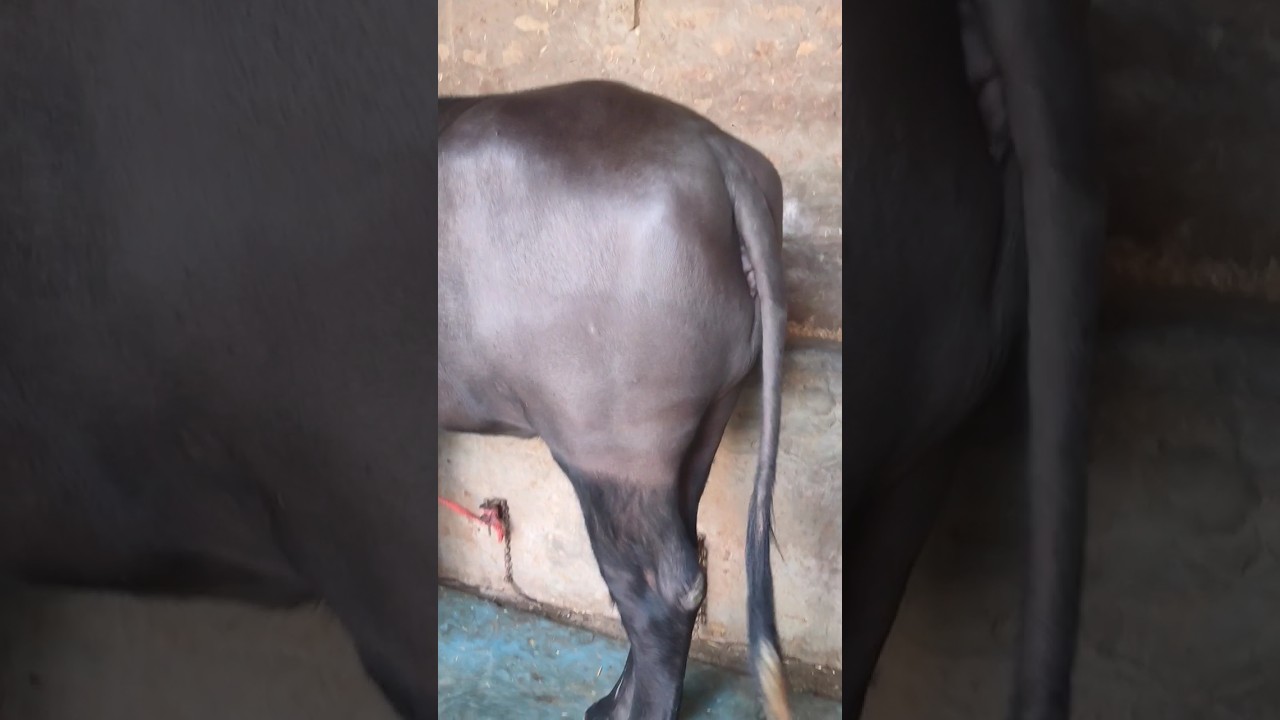 kallo #animals #murrah #dairy #dairy #viral