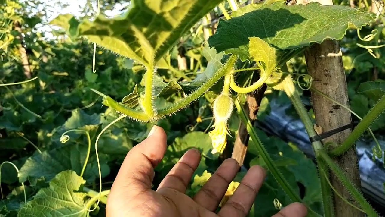 Cara pruning melon dan pemangkasan buah pada daun melon supaya cepat besar.