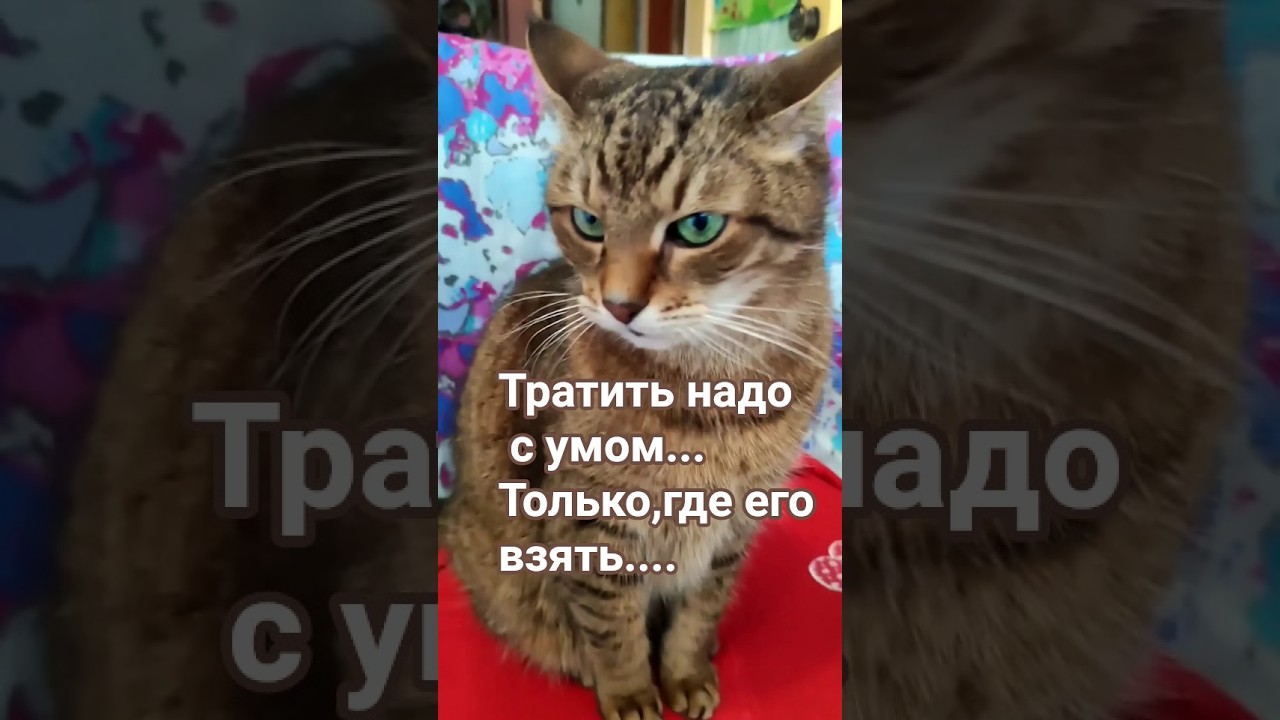 Жизнь коротка#цитатыстэтхэма #cat #видосыоткота #кот #котики #прикольныекоты