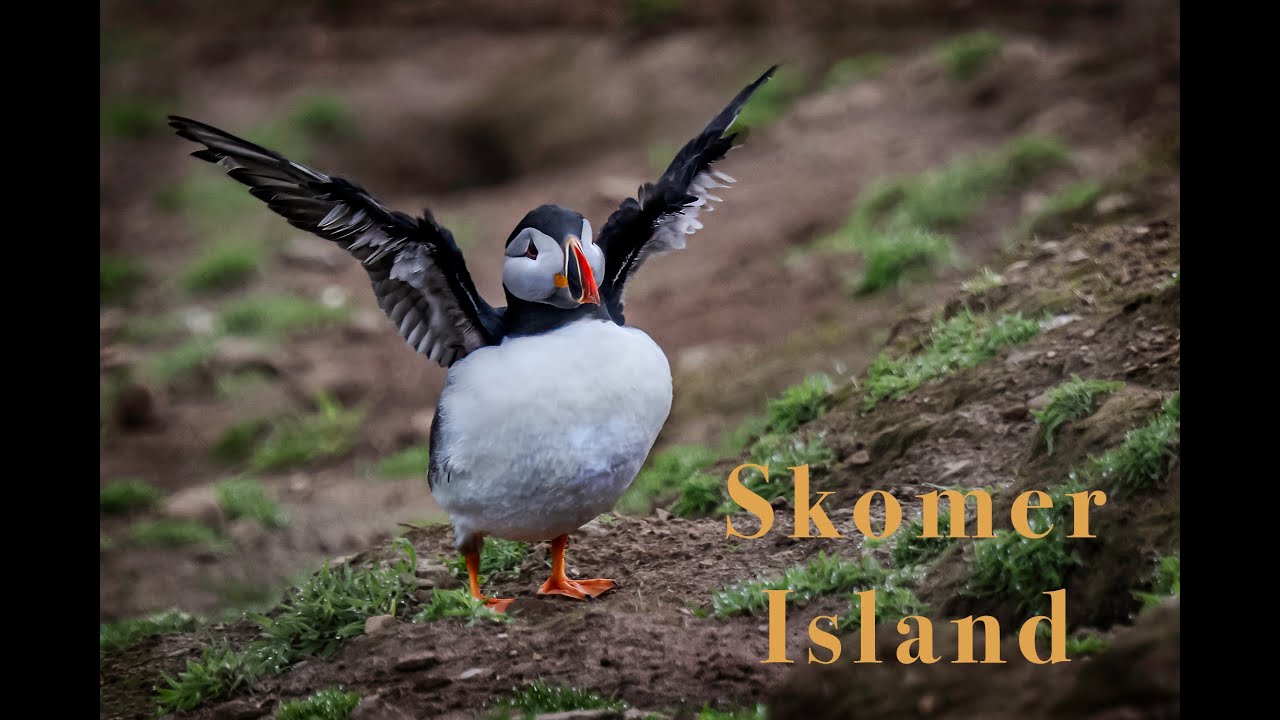Shooting Puffins on Skomer Island
