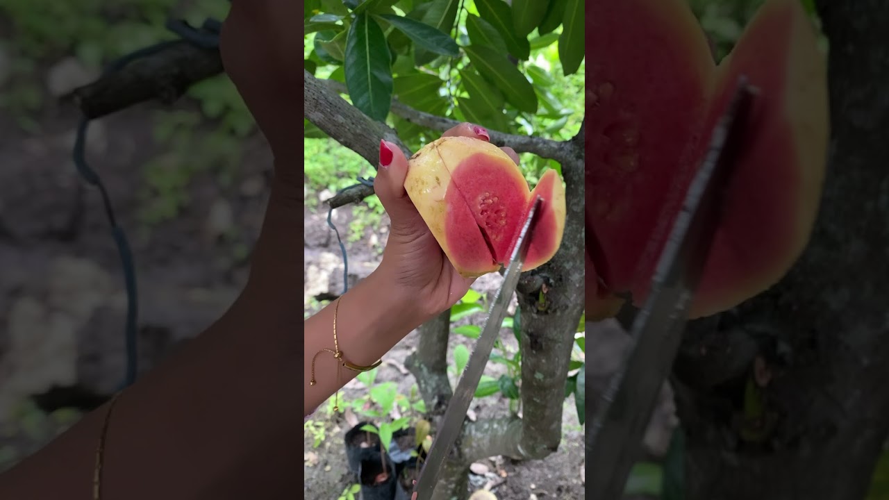 Penampakan Jambu  Getas Merah #jambugetasmerah