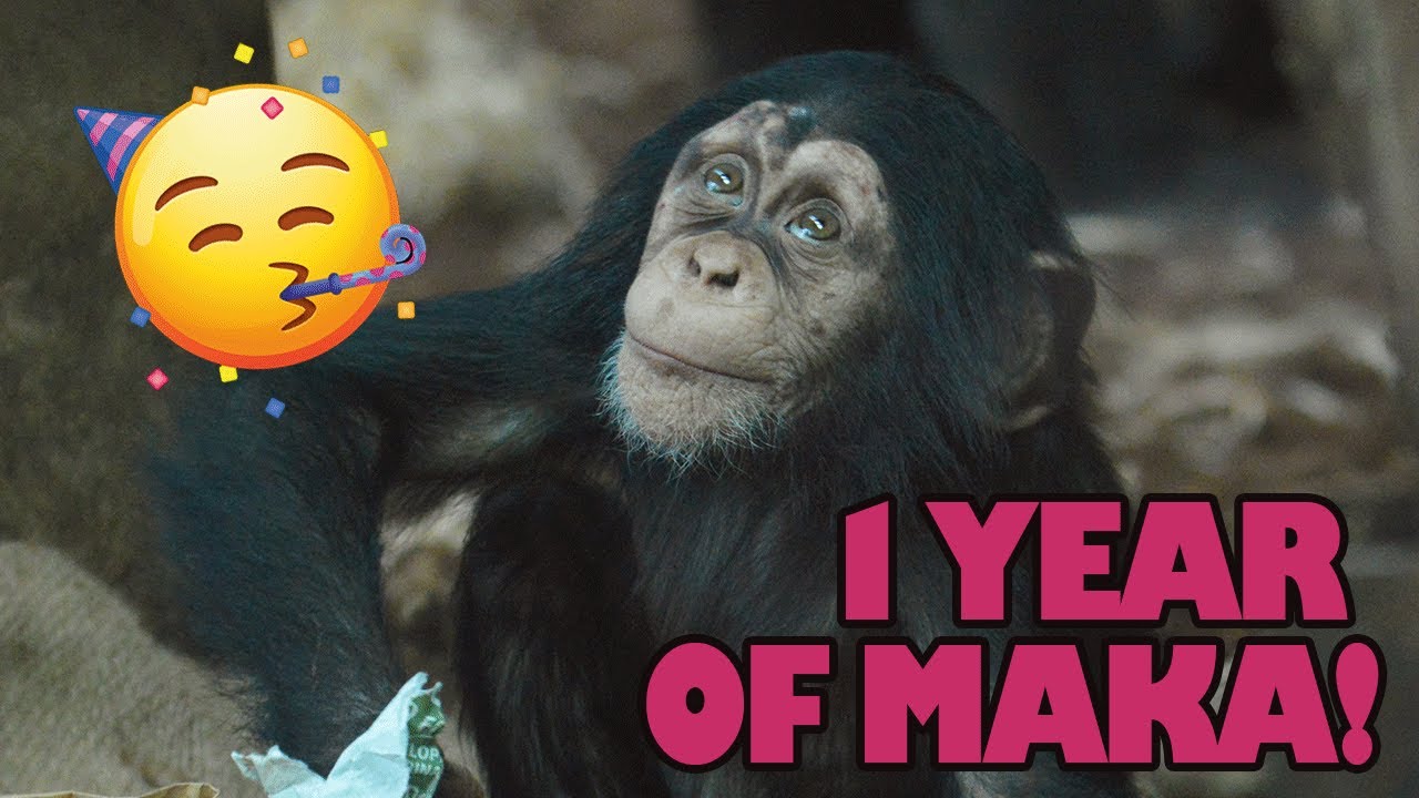Chimpanzee Maka turns 1: Happy birthday, Maka! (Maka highlights)