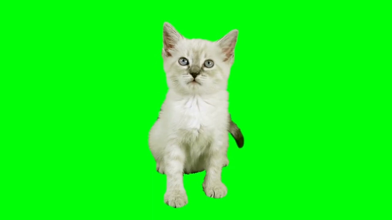 Sweet Cat green screen effect video VFX 5