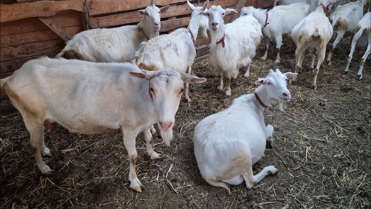 Vaccinarea și deparazitarea caprelor  !