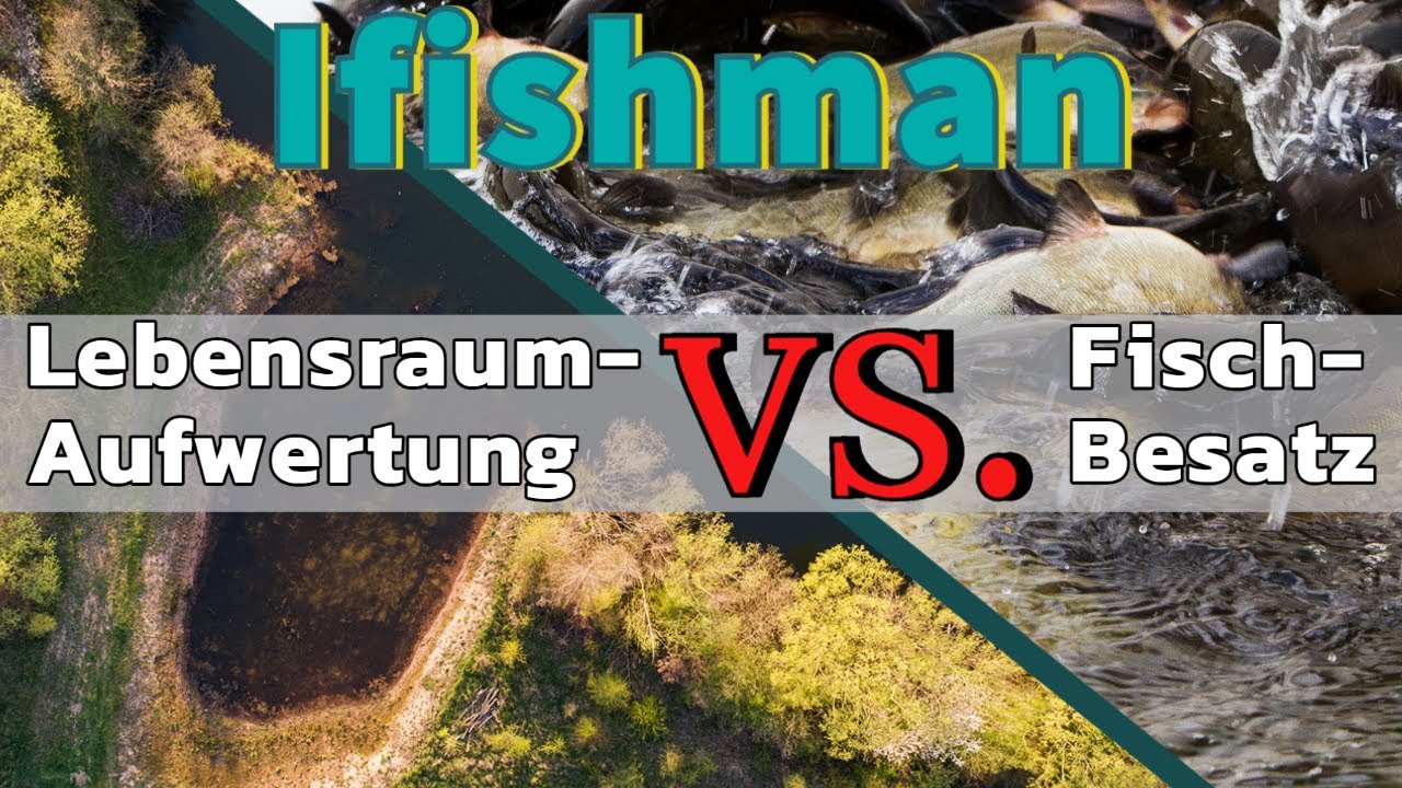 IFishMan Facts #1 Lebensraum-Aufwertung vs. Fischbesatz