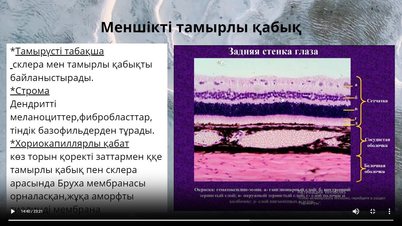 Көздің гистологиясы/гистология глаза