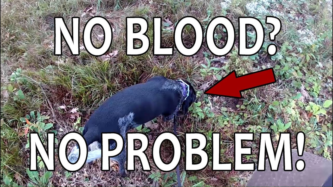 Finding A Deer Without A Blood Trail - The Callie Chronicles