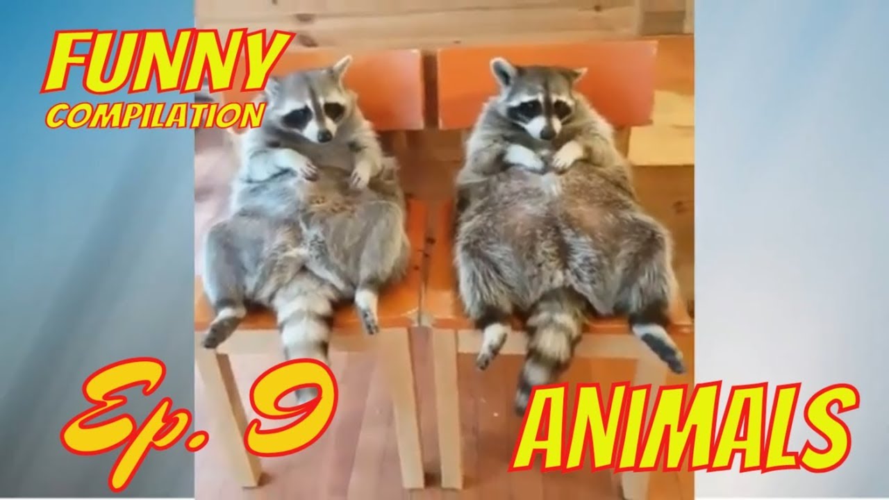 Funniest Pet Fails Compilation Ep. 9 September 2018 | Funny Pet Videos