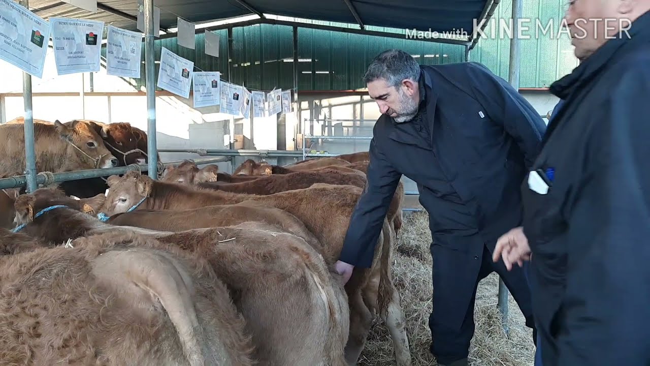 Vente aux enchères d’animaux de boucherie par Capel Bovidoc - Gramat (Lot)