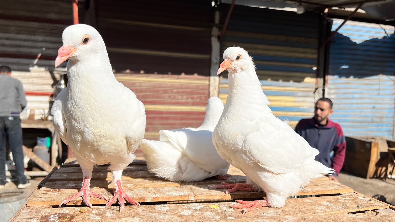 سوق الحمام انهارده في دمياط كل انواع الحمام