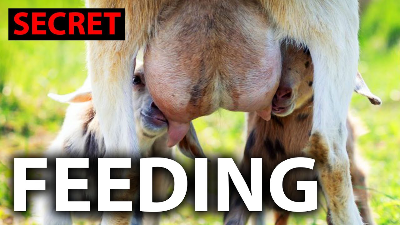Fast Growth 🐐 Strong Goats Formula | Secret Feeding Diet for Profit