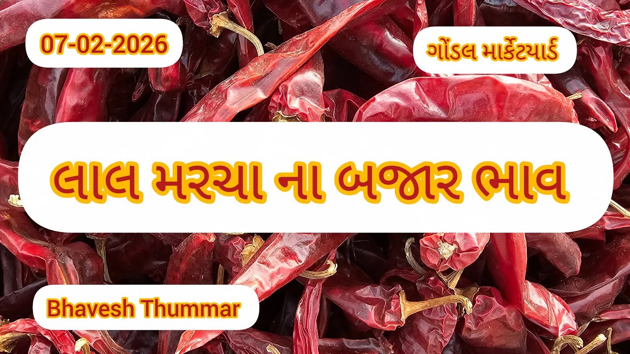 લાલ મરચા ના બજાર ભાવ l 07/02/2026 l ગોંડલ માર્કેટયાર્ડ  l Bhavesh Thummar l Gondal Apmc #trending 