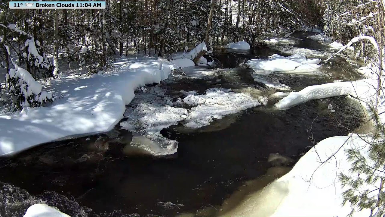 🔴 McCaslin Brook Live 24/7 | Serene Babbling Brook Sounds & Wildlife | Nicolet National Forest.
