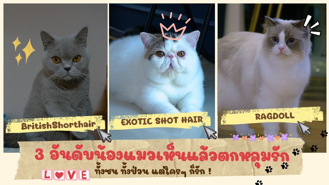 เจ้าเหมียว 3 สายพันธุ์ น่ารัก น่าเลี้ยง ในเดือนแห่งความรัก | EP.6