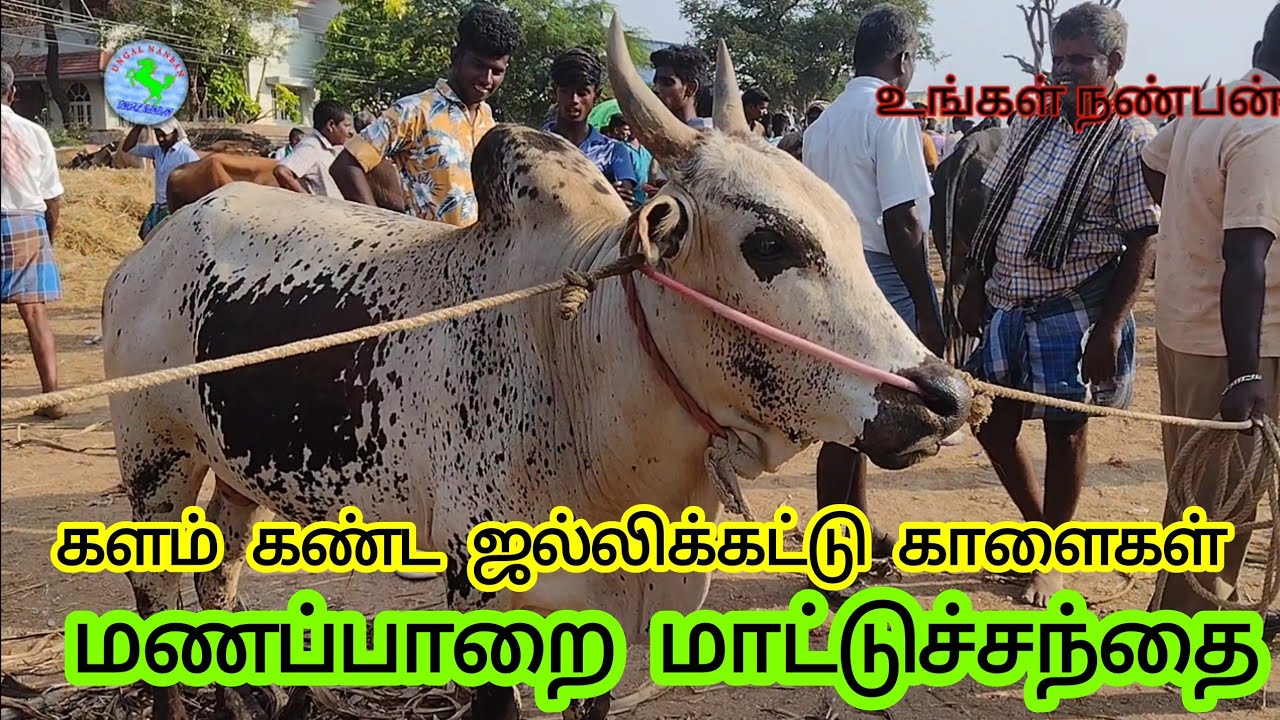 விற்பனைக்கு குவிந்த ஜல்லிக்கட்டு காளைகள்#மணப்பாறை மாட்டுச்சந்தை