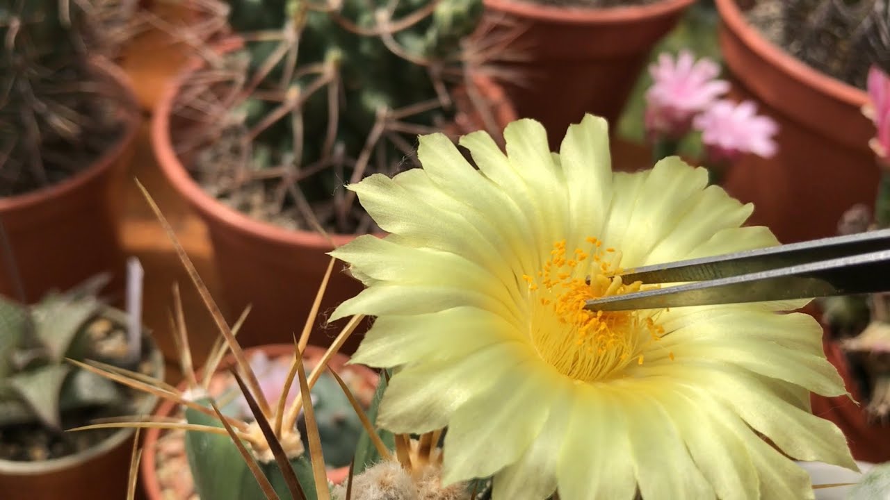 How to pollinate Astrophytum