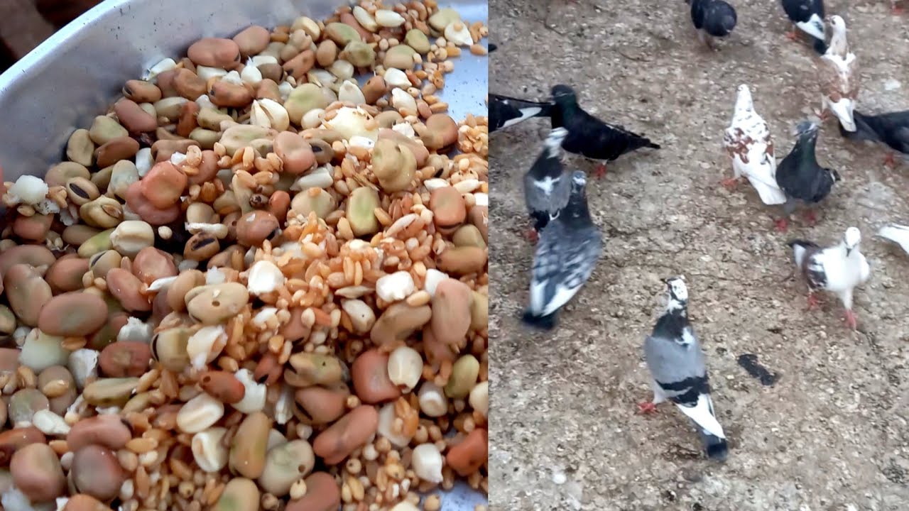 علاج طبيعي للحمام لتخلص من الديدان والاسهال 🕊🕊