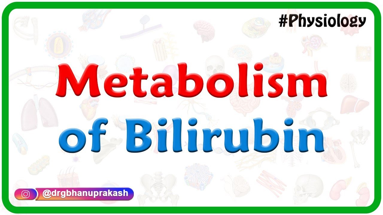 Metabolism of Bilirubin - Dr Mahesh
