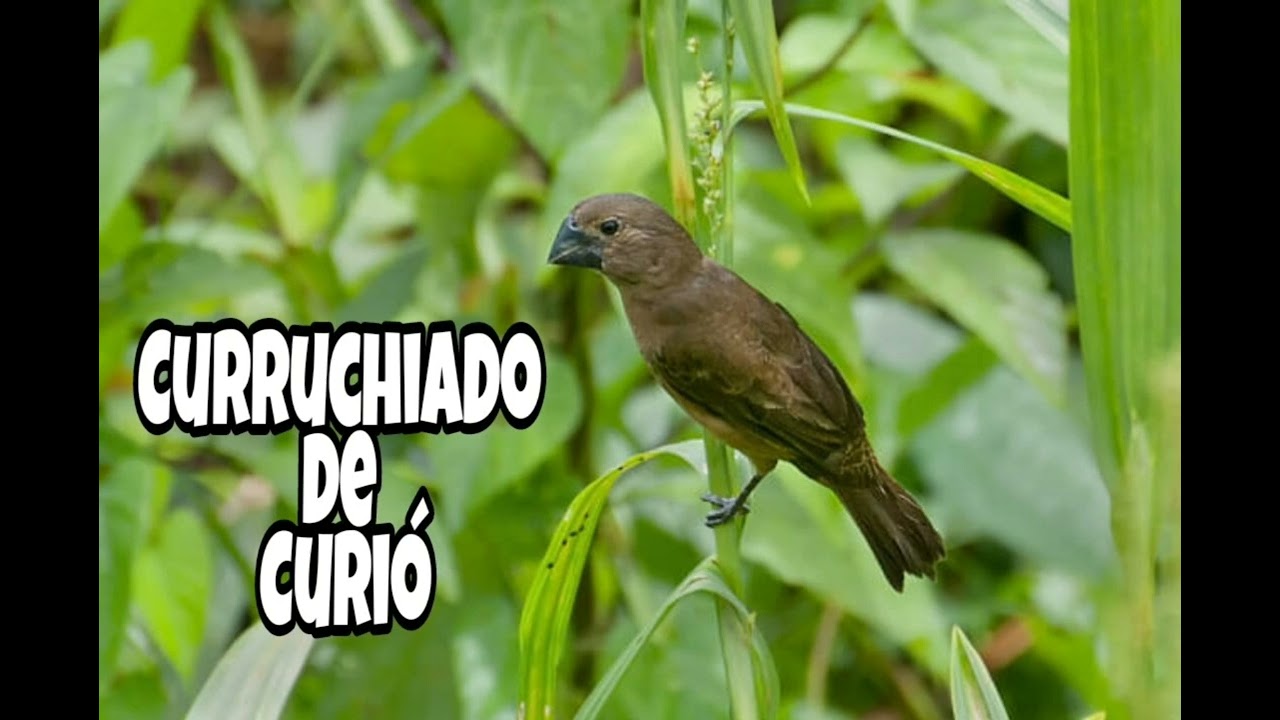 Curruchiado de Curi&oacute;.  #curio #canto #curiopreseiro #passarinho