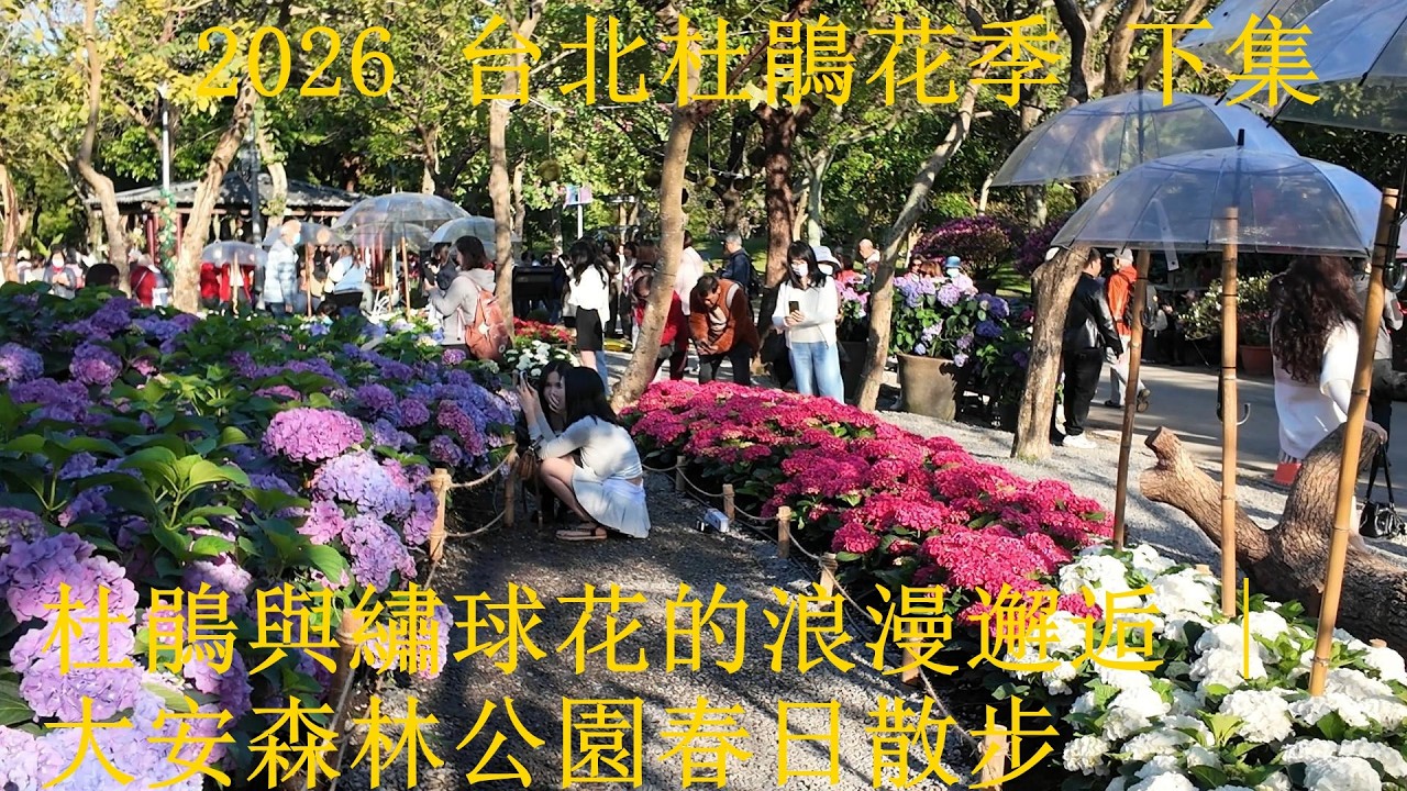 【2026賞花EP14】2026 台北杜鵑花季(下)：🌸粉杜鵑與💙繡球花的浪漫邂逅 | 大安森林公園春日散步#台北杜鵑花季, #賞花, #春季限定, #台北ツツジ祭, #台湾の春, #타이베이여행,