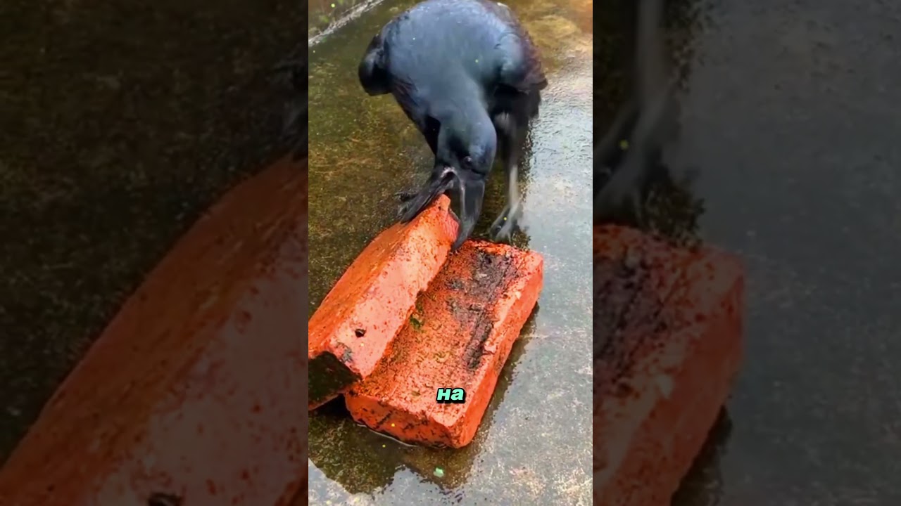 Ворон/Ворона х Удивительные создания с интеллектом 🐦&zwj;⬛#animals #birds #pets #ворон #ворона #природа