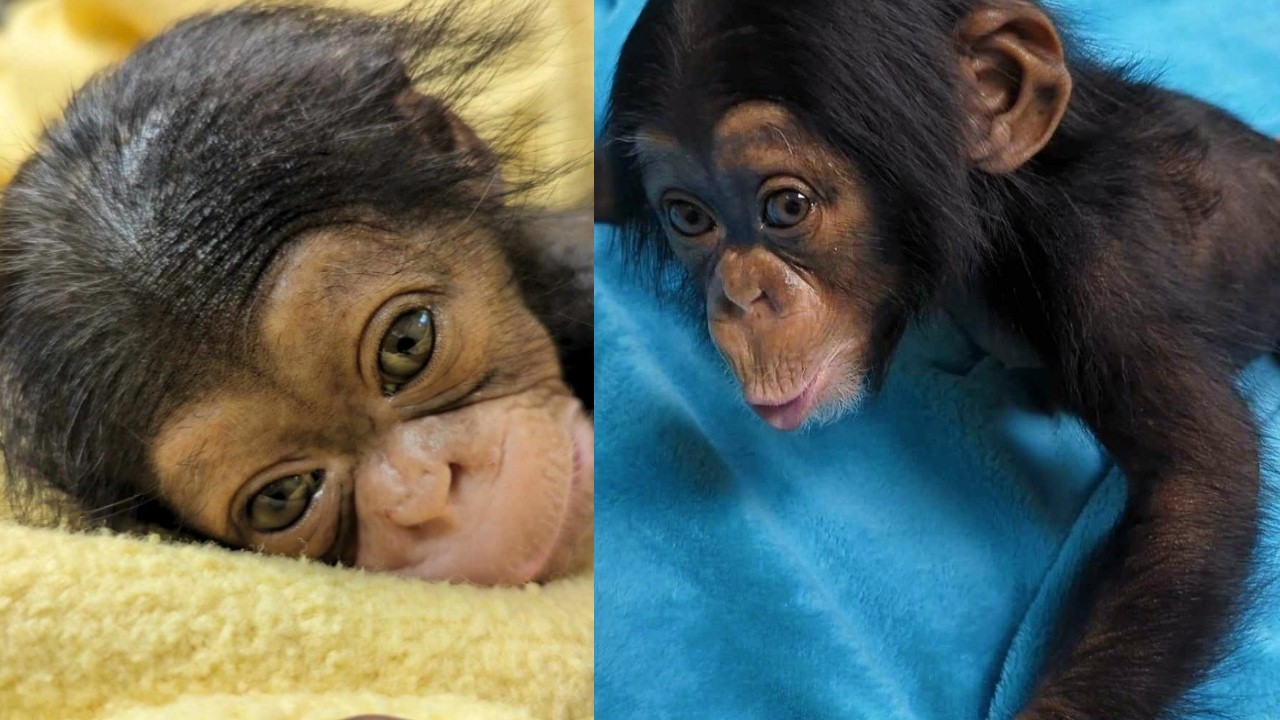 From Rejected to Loved: The Incredible Story of Baby Chimp Alizeti