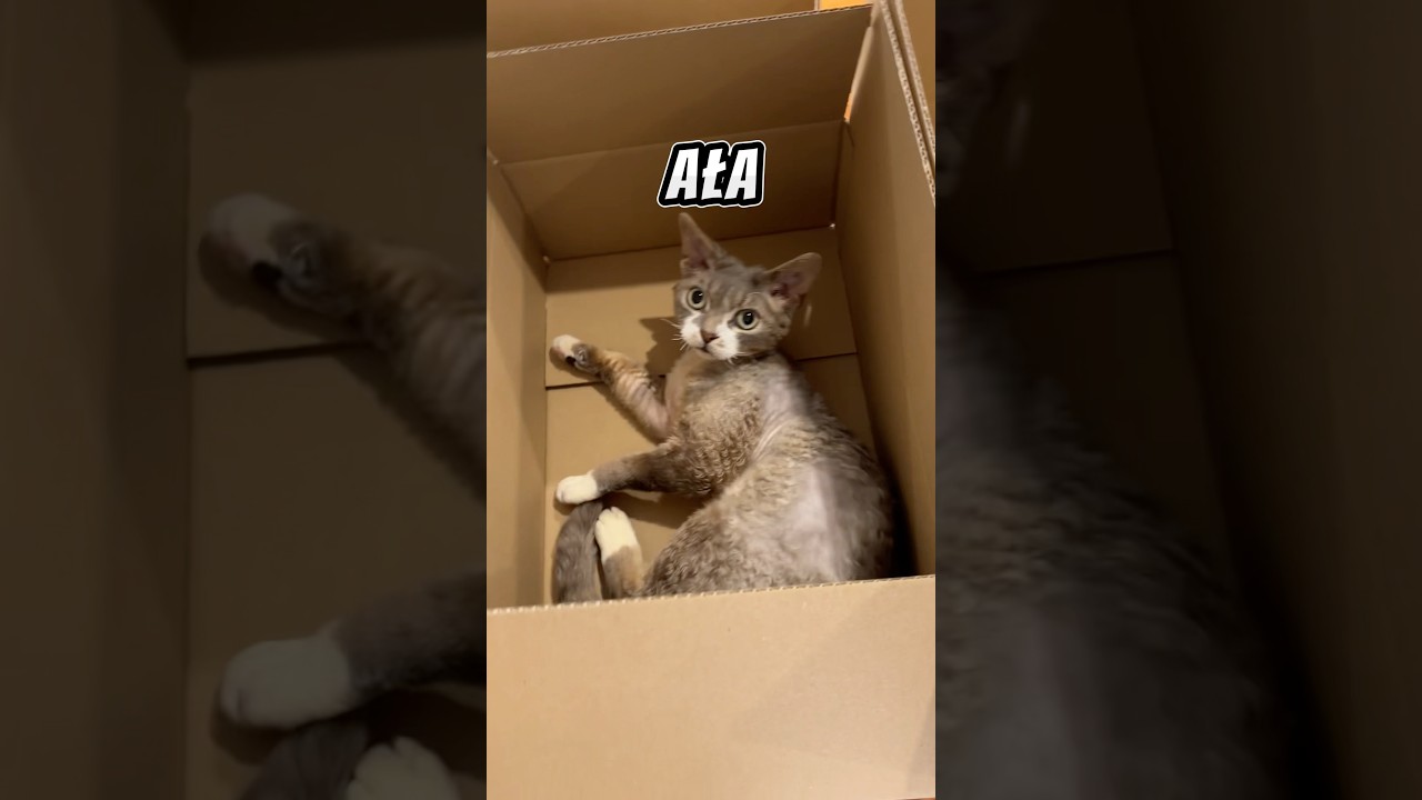 Komu Lucjana Aortę?Prezes potrzebuje weekendowego wypadu🤣 #devonrex #cat #kot #kociesprawy #wakacje