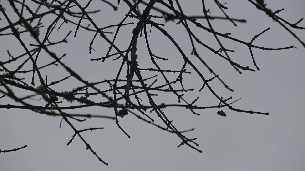 Winterspaziergang in Biesenthal