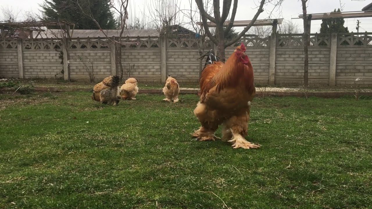 Buff Brahma- Turkish Farm |Brahma #1|