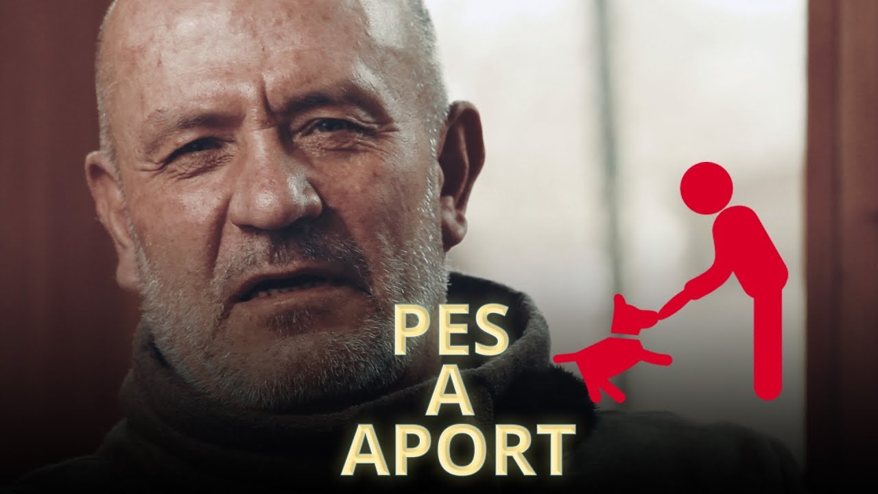 Jak naučit psa aportovat